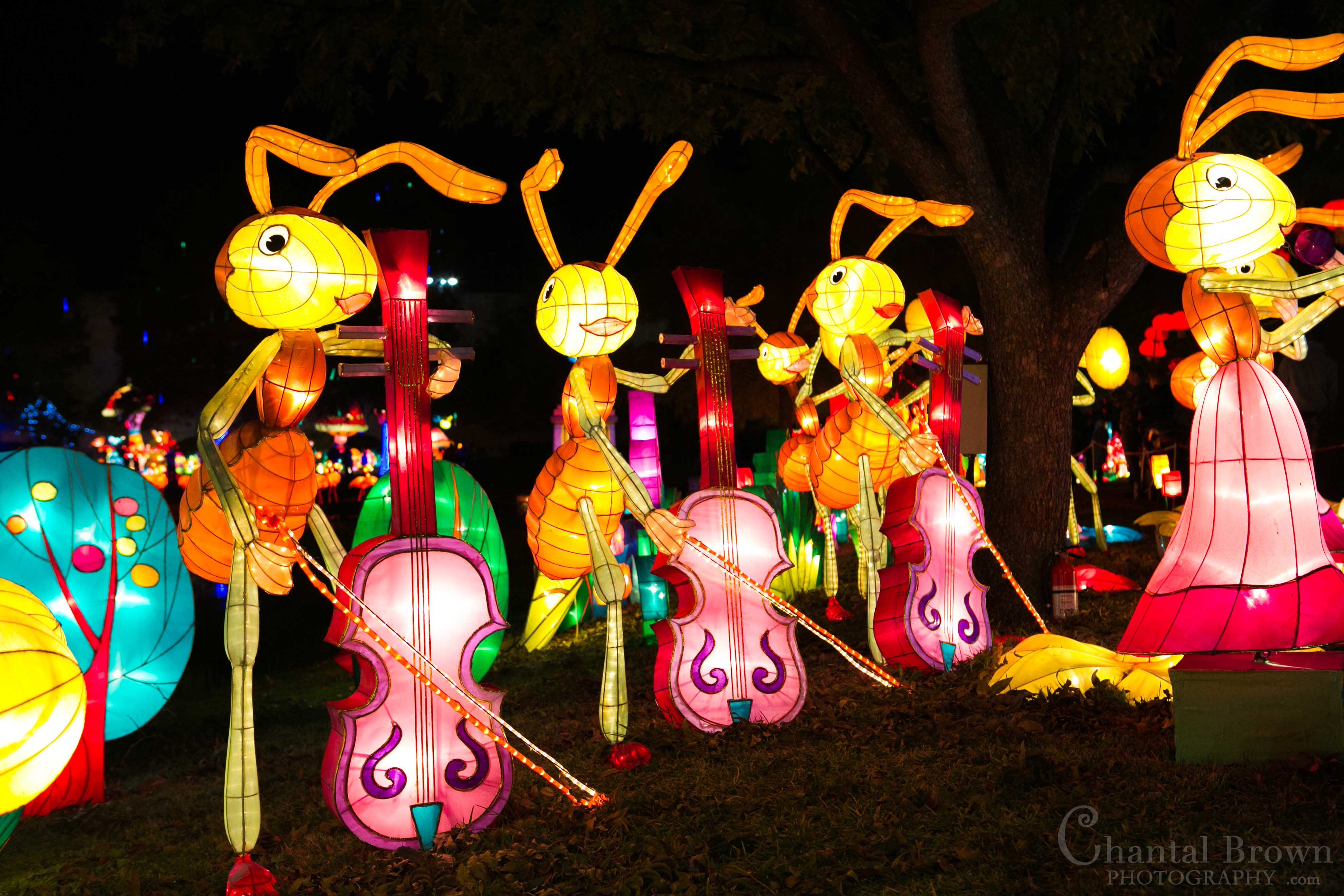 Gorgeous colorful lights of ants playing orchestra violin music at Chinese Lantern Festival in Dallas Fair Park Photographer